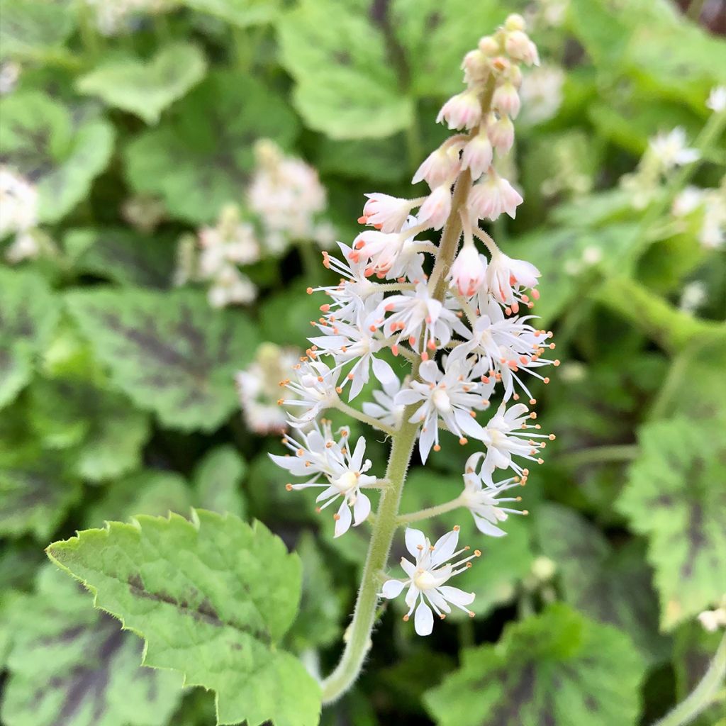 Tiarella cordifolia Appalachian Trail