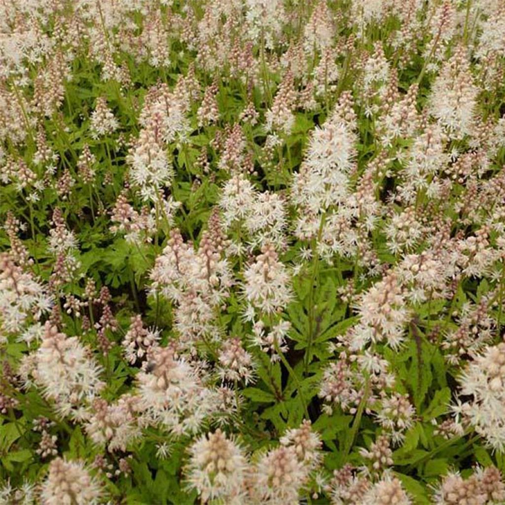 Tiarella x laciniata Arpeggio