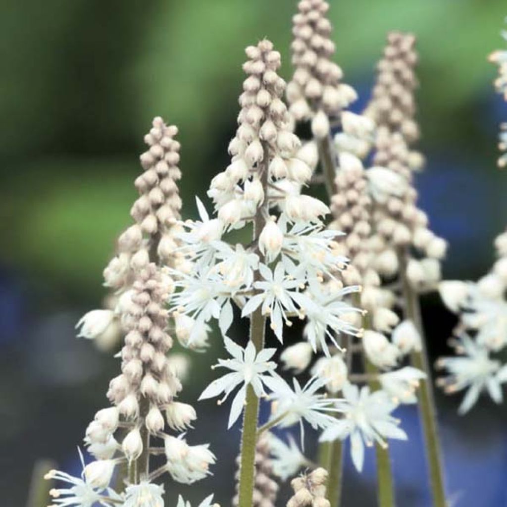 Tiarella cordifolia