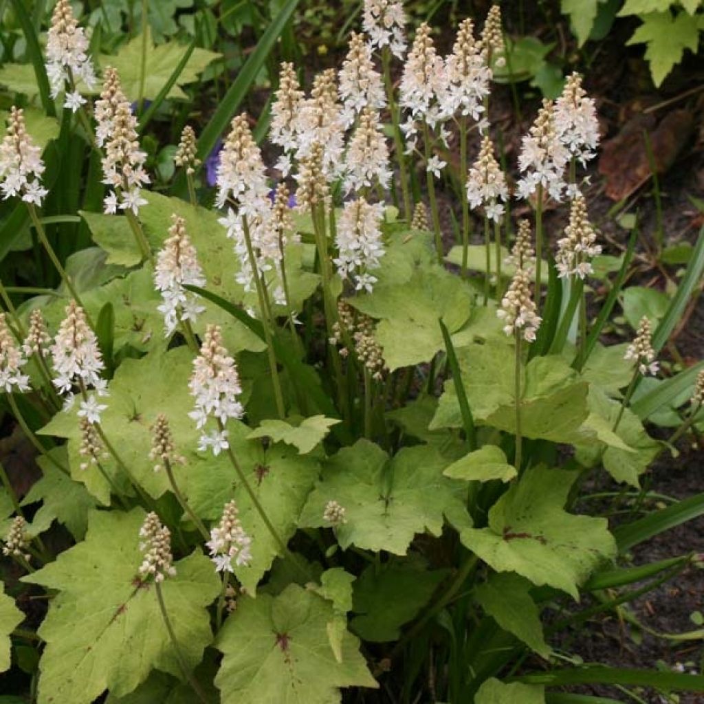Tiarella cordifolia
