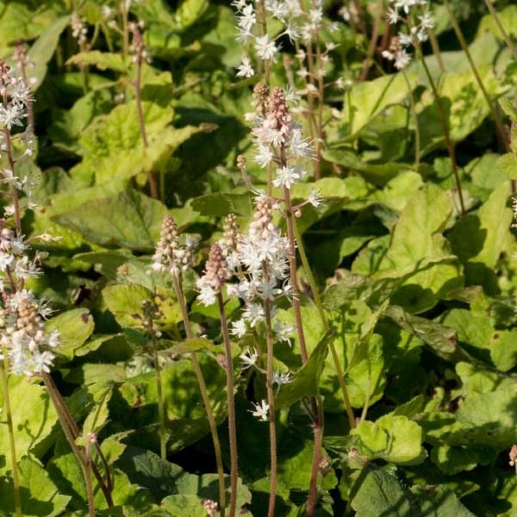 Tiarella wherryi