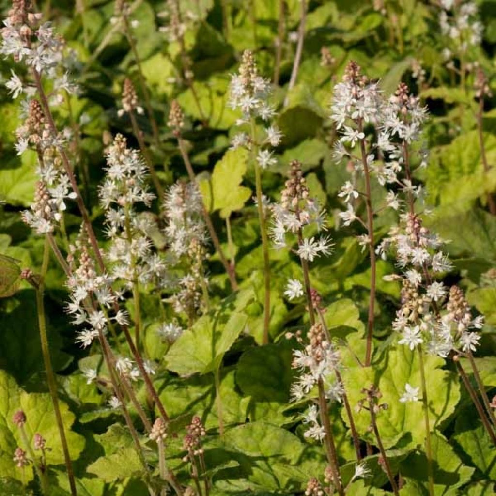 Tiarella wherryi