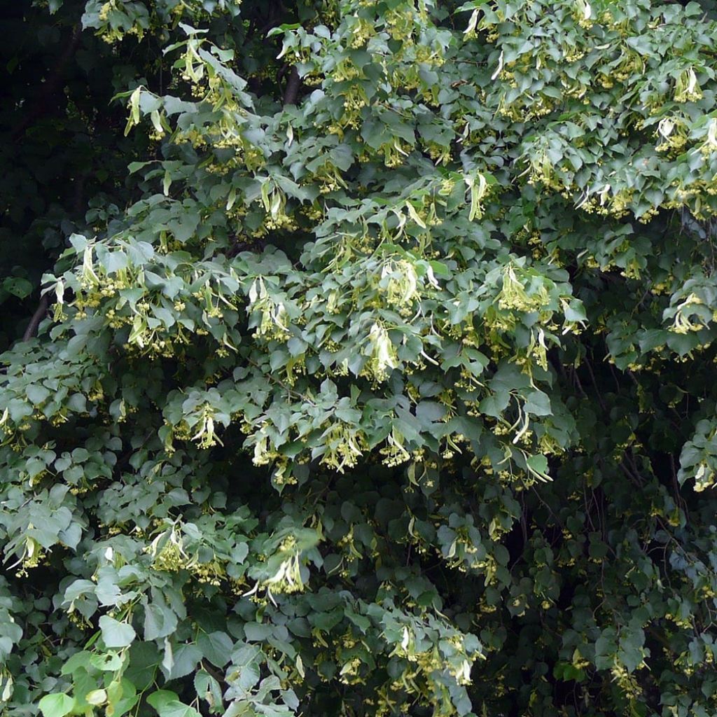 Tilia cordata - Lime