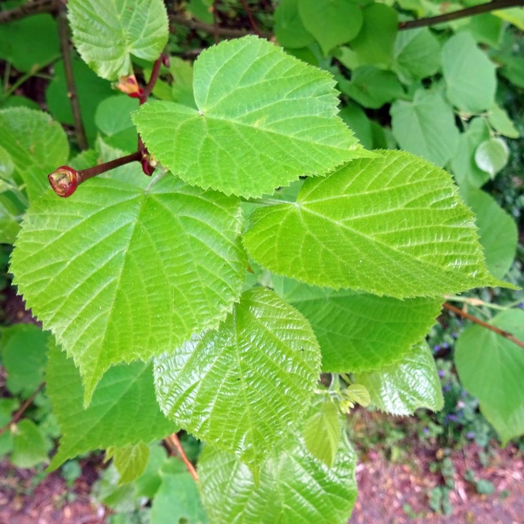 Tilia cordata - Lime