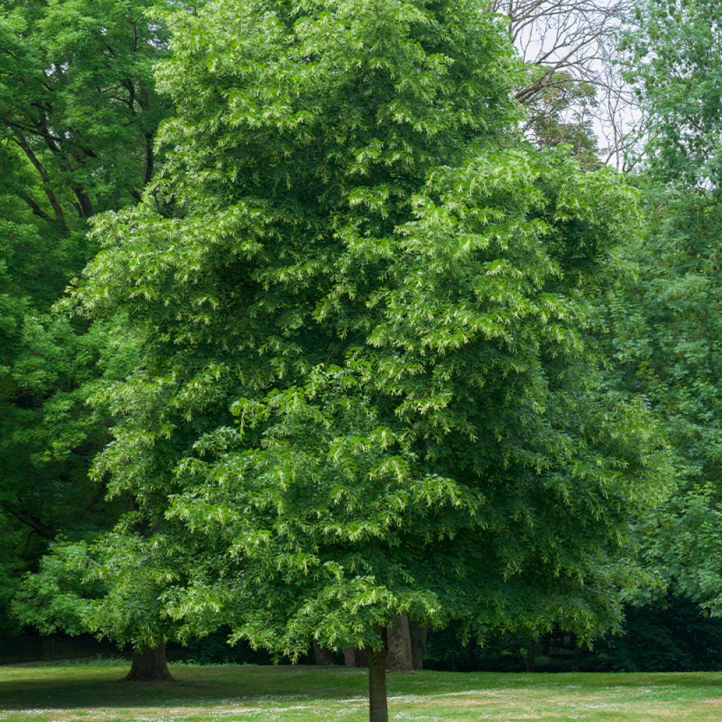 Tilia cordata Rancho - Lime