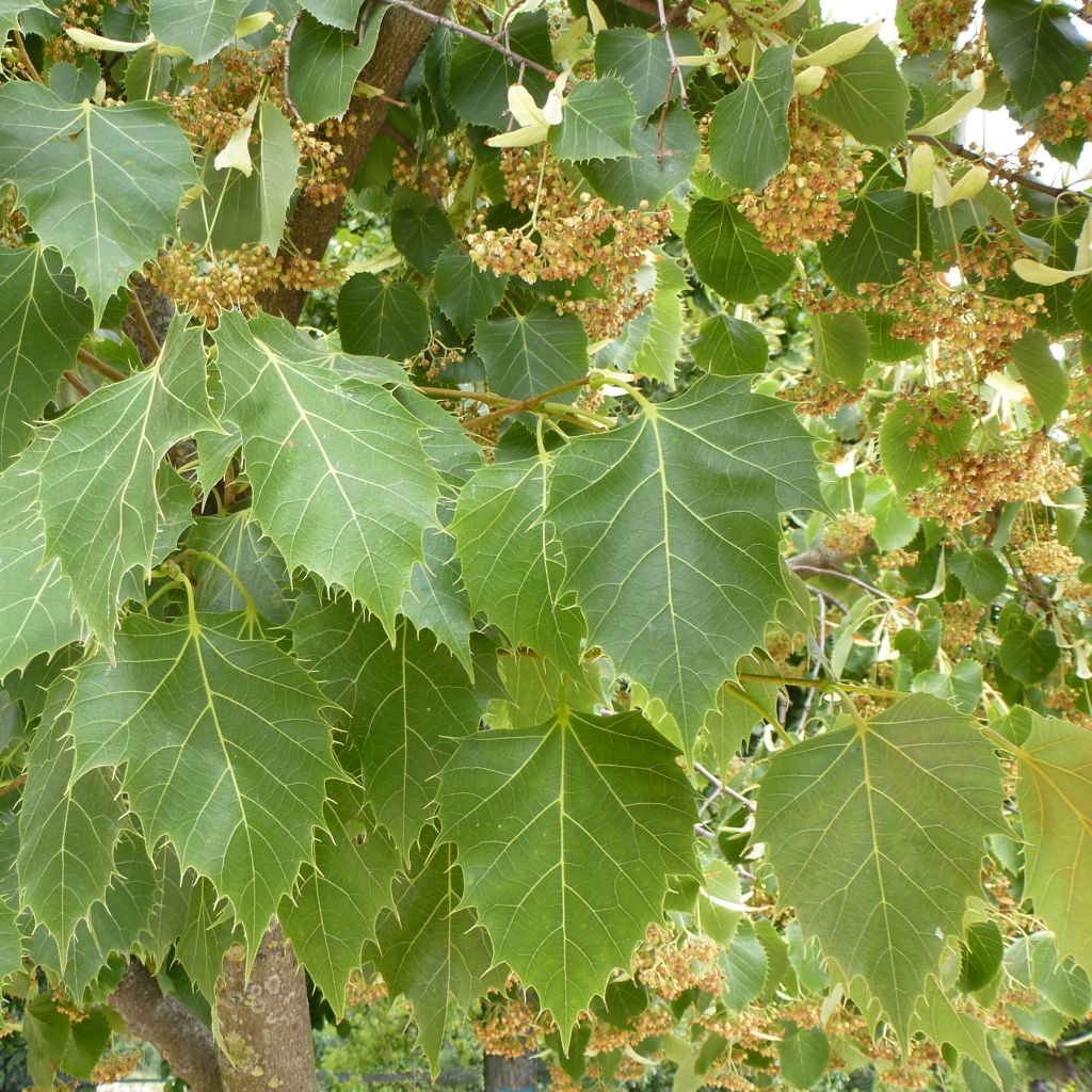 Tilia henryana - Lime