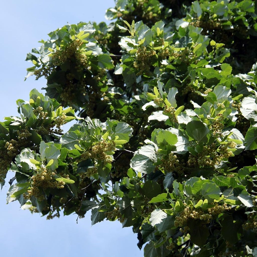 Tilia platyphyllos - Lime