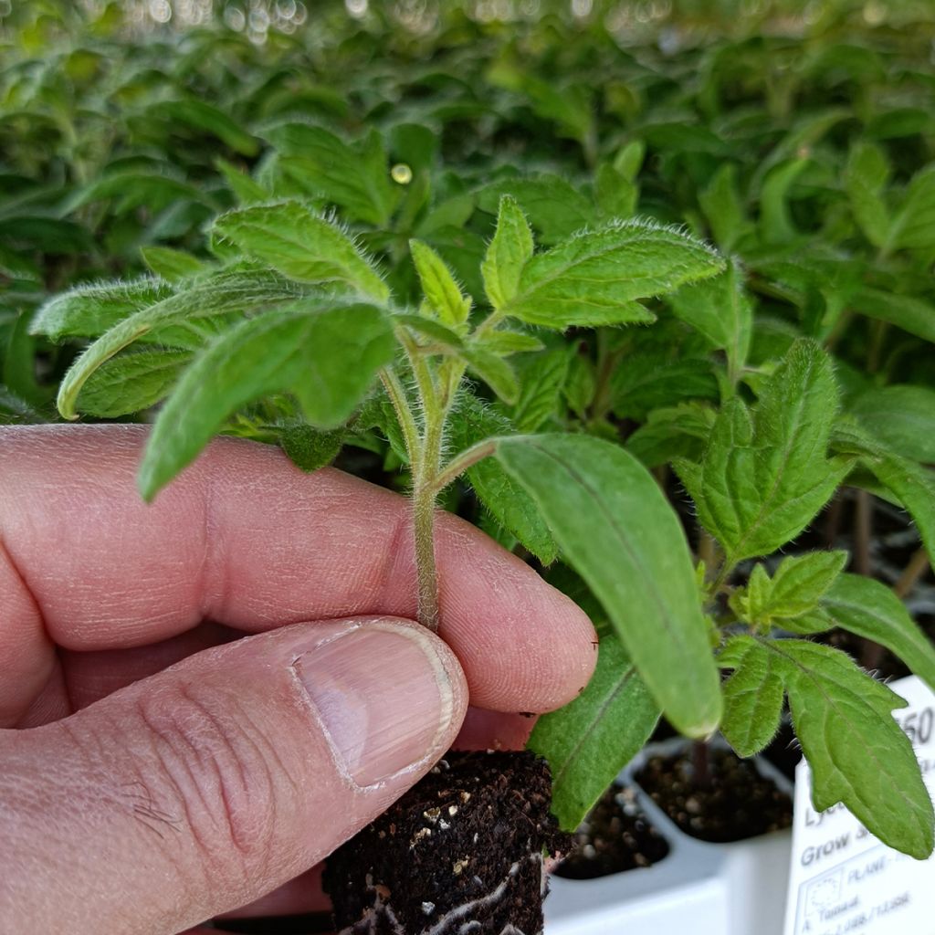 Tomato Ananas Pineapple Plants
