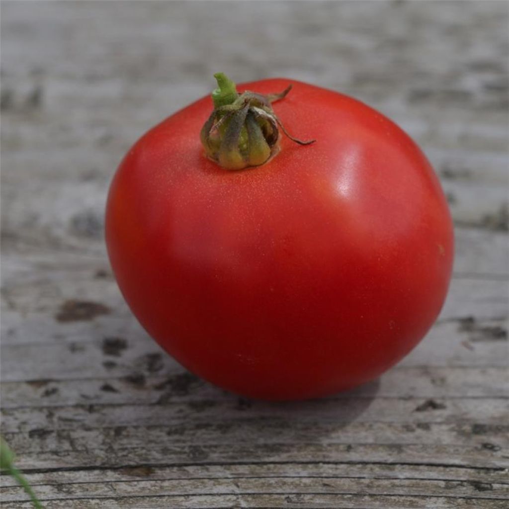 Tomato Arkansas Traveler - Ferme de Sainte Marthe seeds