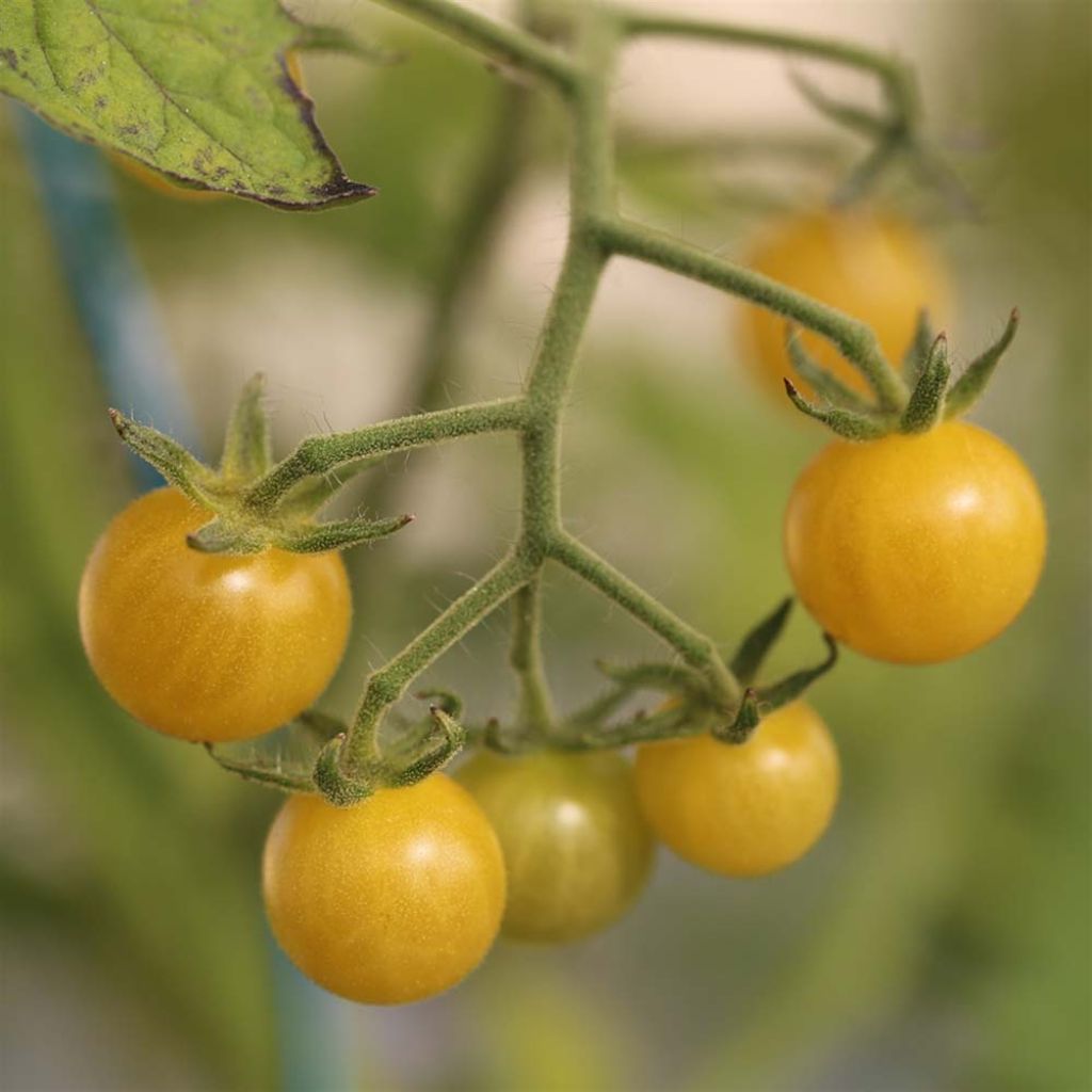 Champagne Untreated Cherry Tomato Seeds - Ferme de Sainte Marthe seeds