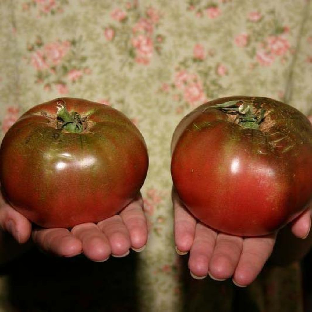 Tomato Cherokee Purple