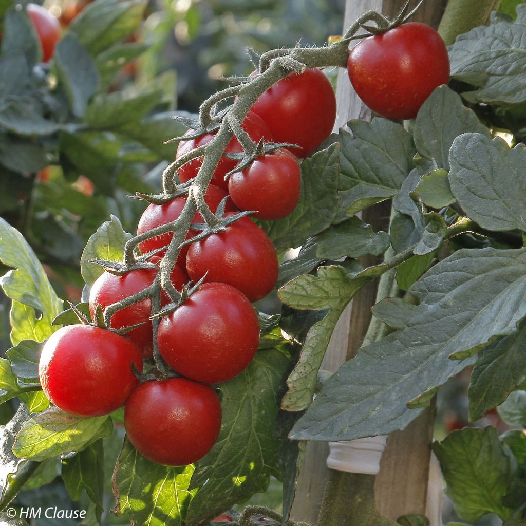 Tomato Crokini F1 Tomato Plants