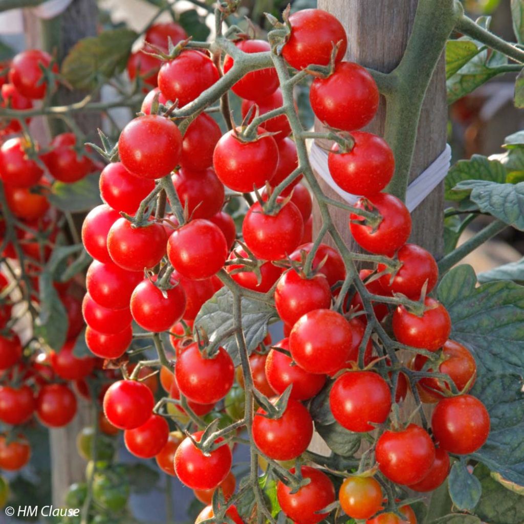 Tomato Crokini F1 Tomato Plants