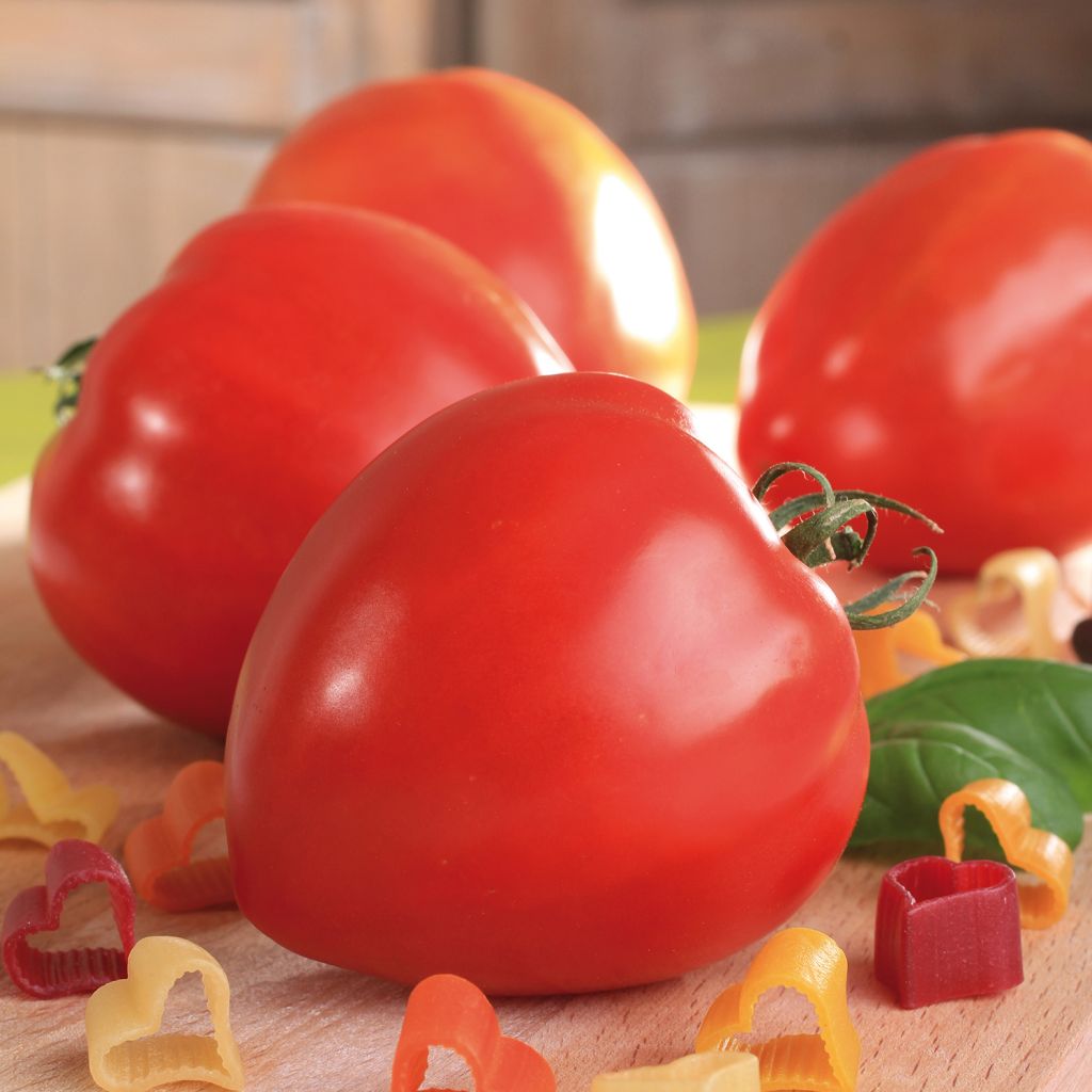 Tomato Fleurette F1 Plants