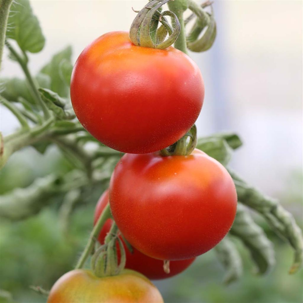 Gloire de Versailles Untreated Tomato - Ferme de Sainte Marthe seeds
