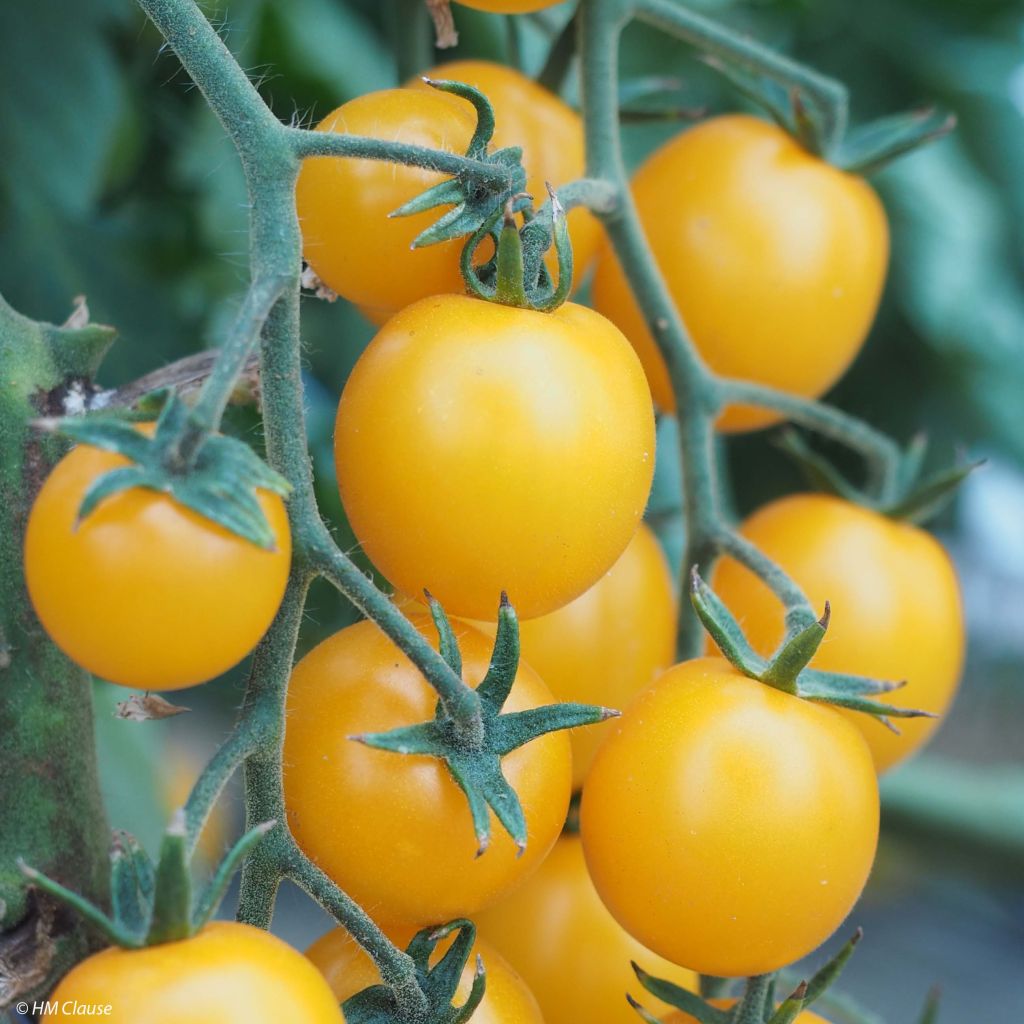 Tomato Goldwin F1