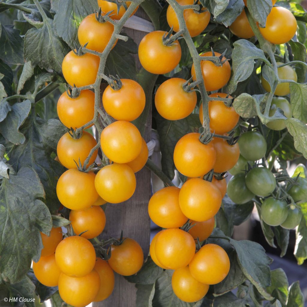 Tomato Goldwin F1