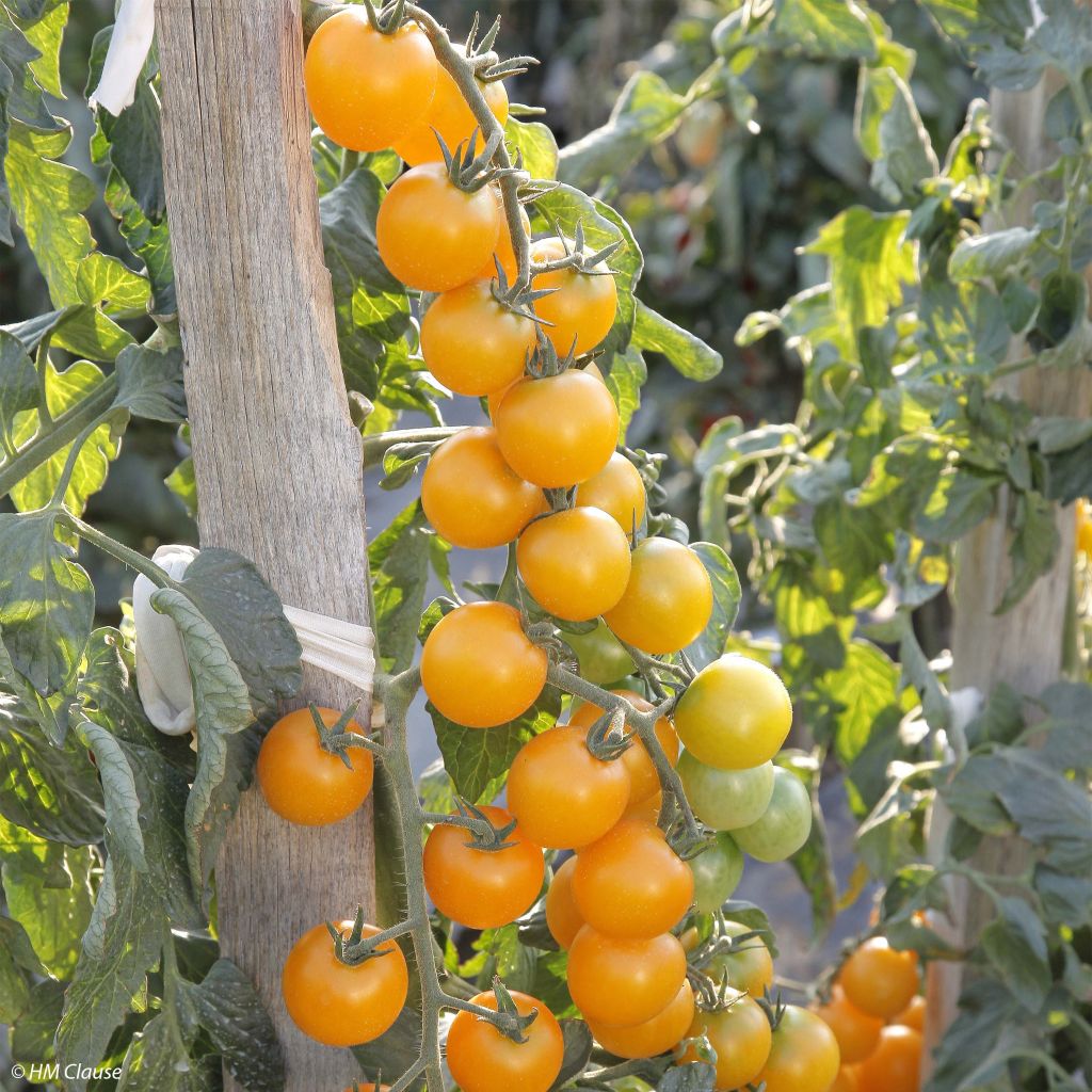 Tomato Goldwin F1