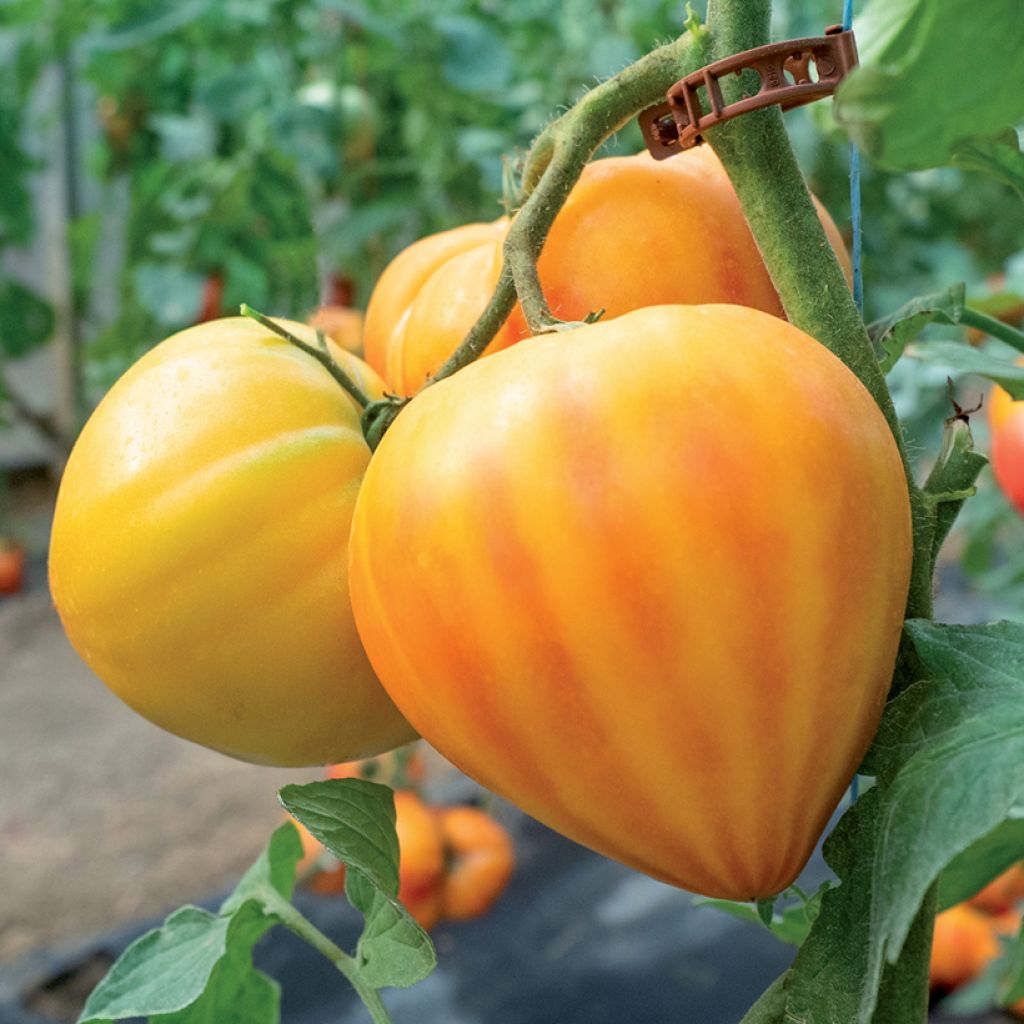 Tomato Gourmansun F1