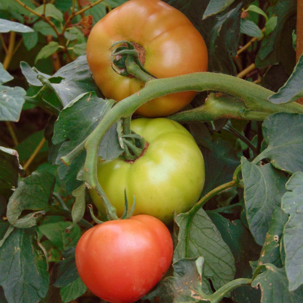 Tomato Honey Moon F1 Plants