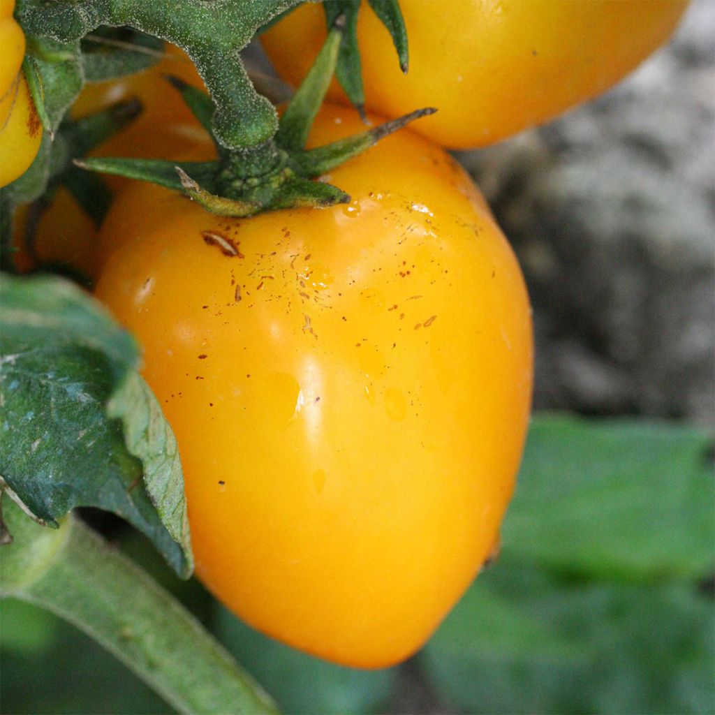 Yellow Stuffer Organic Tomato - Ferme de Sainte Marthe