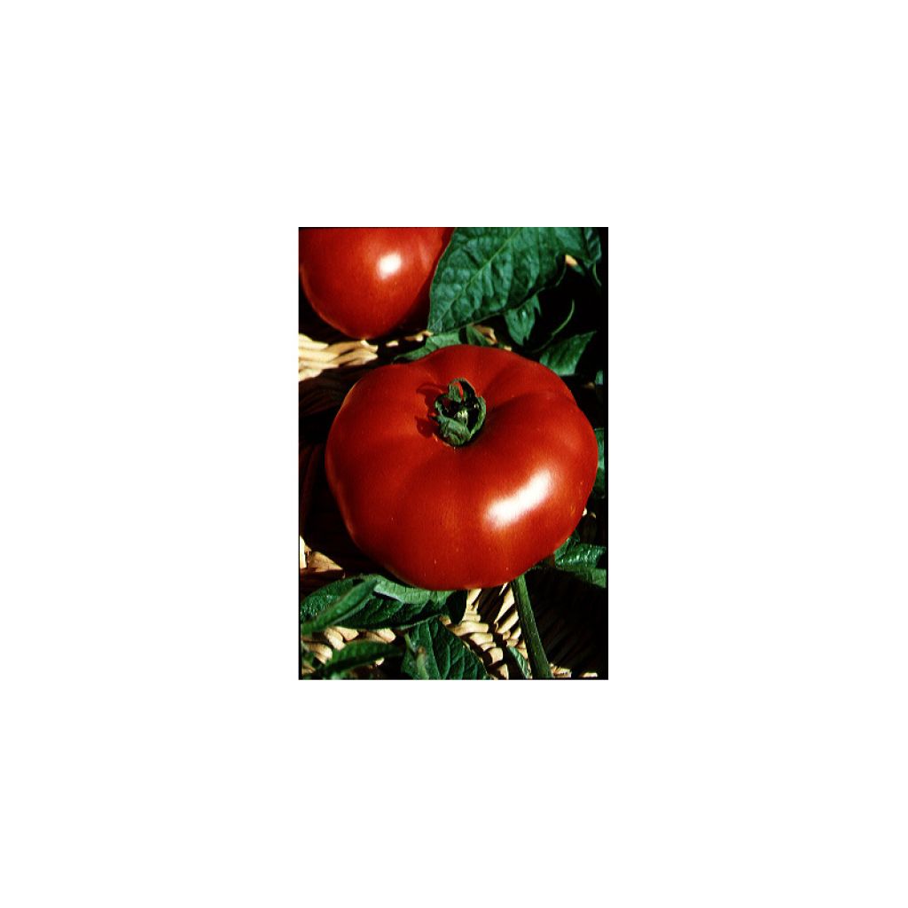 Tomato Marmande