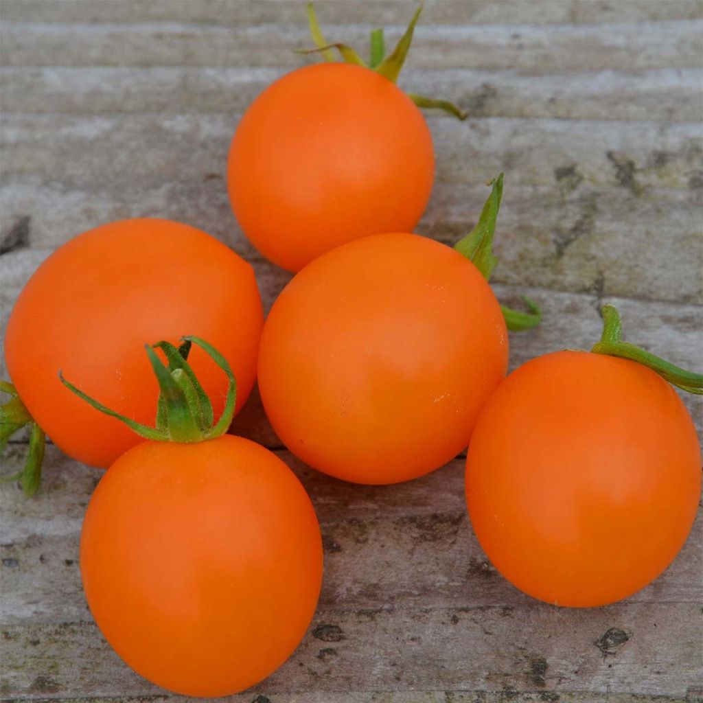 Orange Berry Organic Tomato - Ferme de Sainte Marthe seeds
