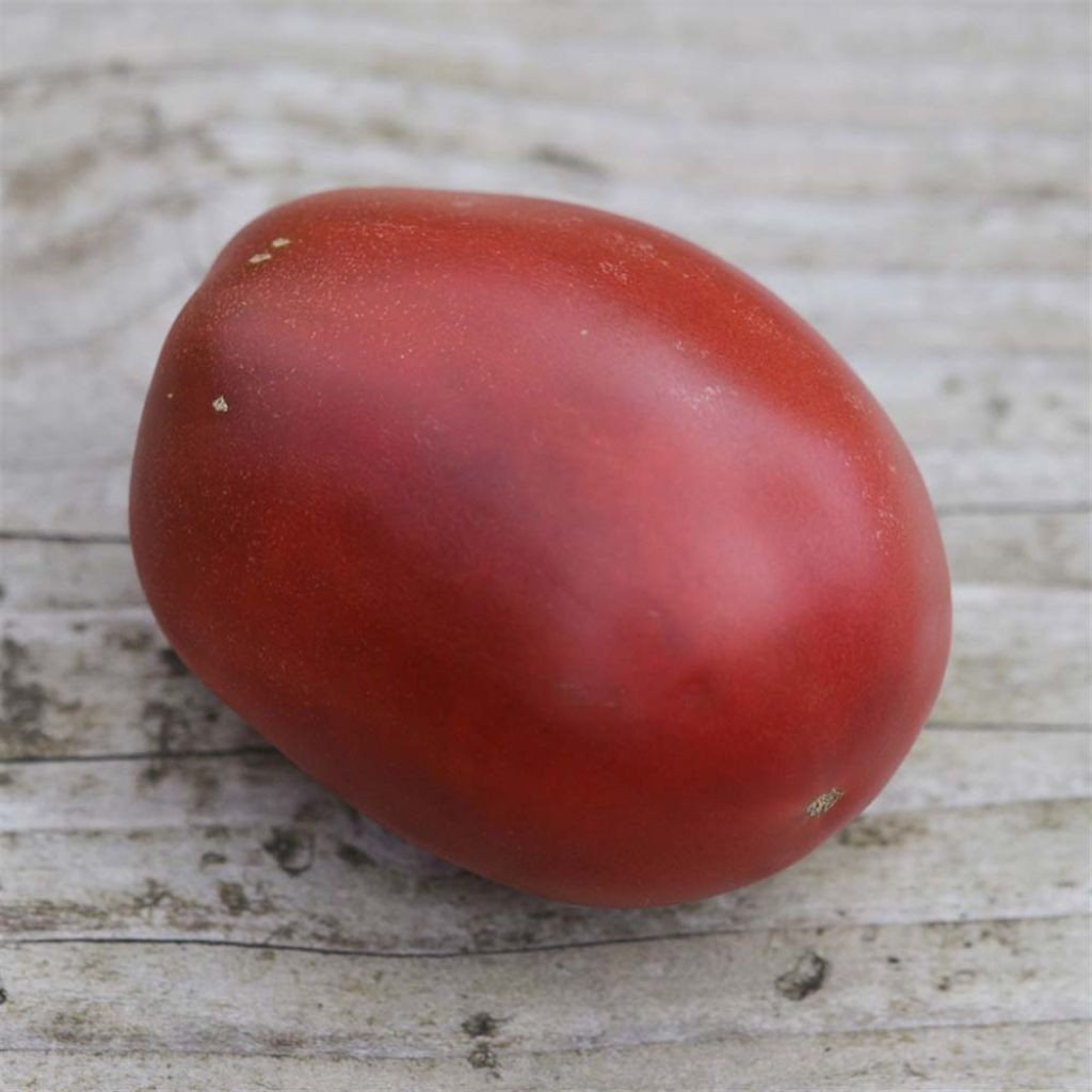 Purple Russian Organic Tomato - Ferme de Sainte Marthe seeds