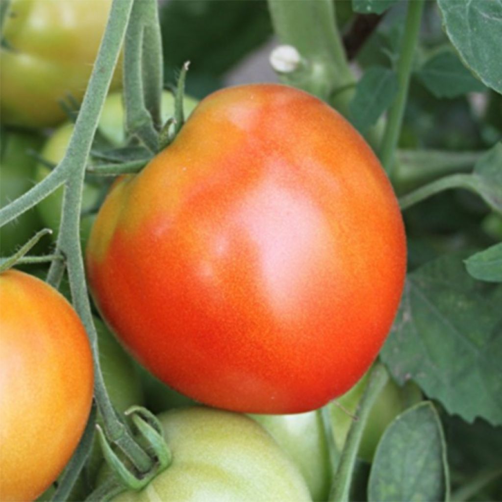Tomato Pyros F1 Plants