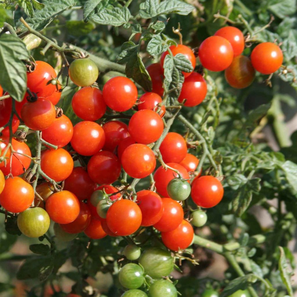 Sweetbaby Cherry Tomato