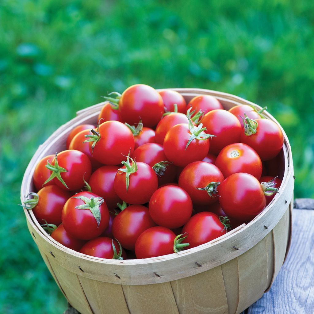 Tomate cerise Baby Boomer F1