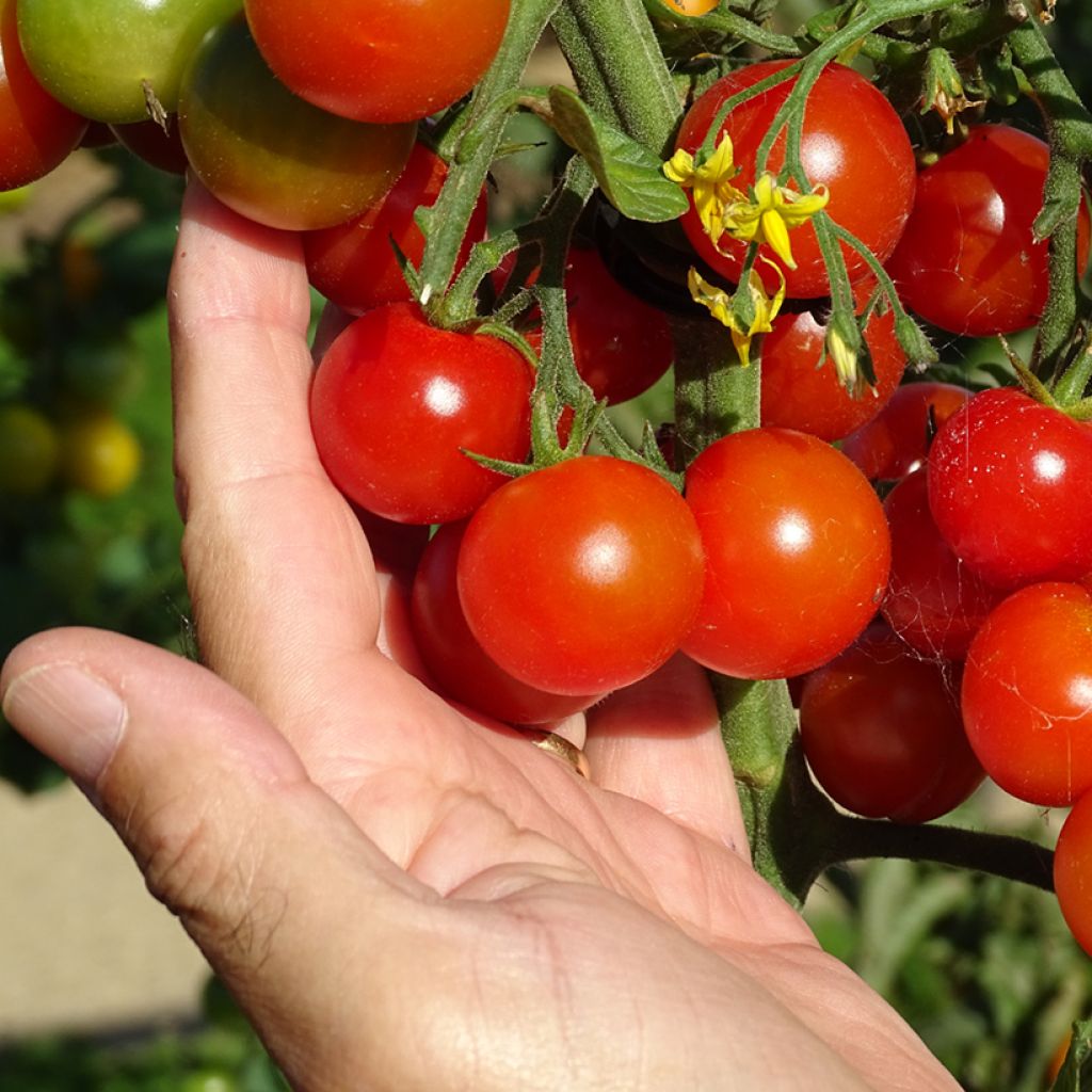 Tomato Cherry Tomato Gusta Mini Red Plant