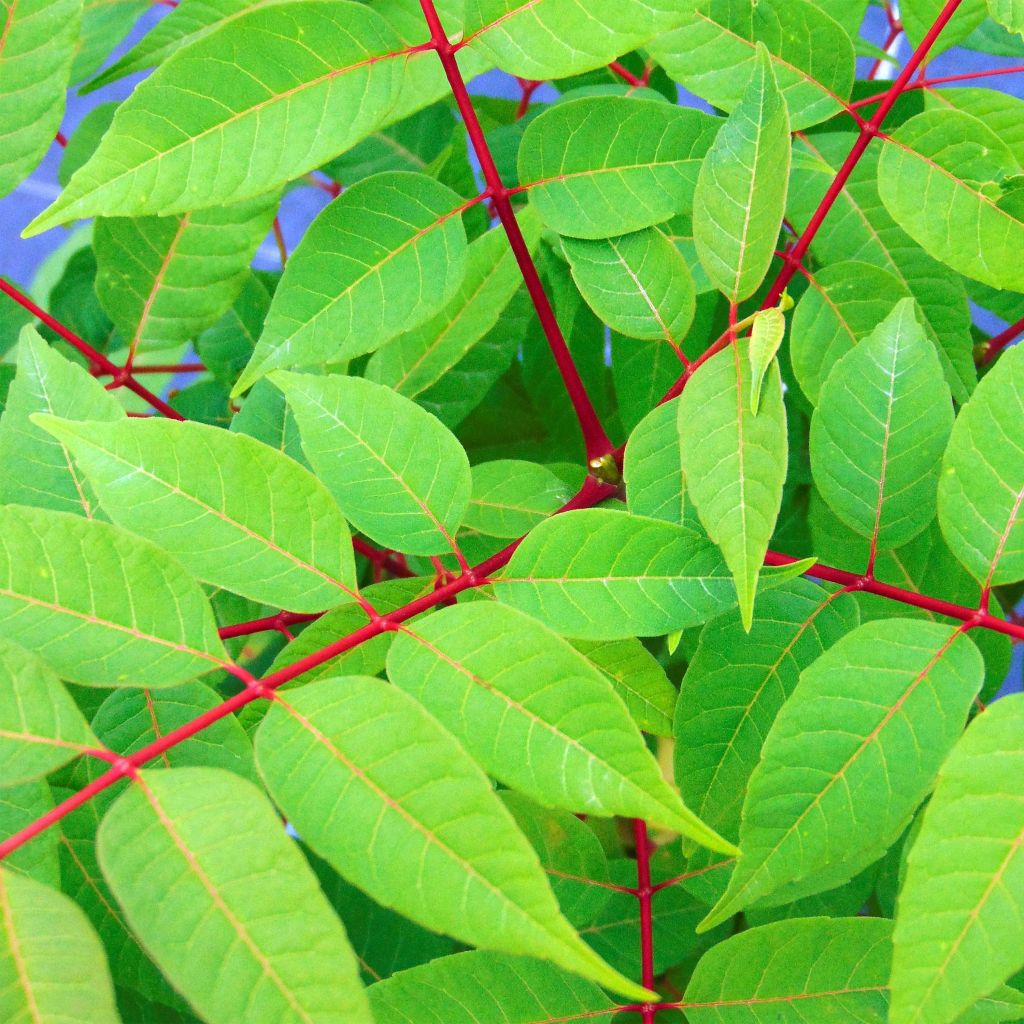 Toona sinensis Flamingo - Chinese Mahogany