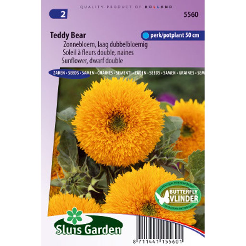Dwarf Sunflower Teddy Bear Seeds - Helianthus annuus