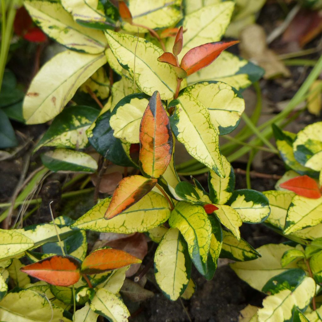 Trachelospermum asiaticum Ogon-Nishiki - Asian Jasmine