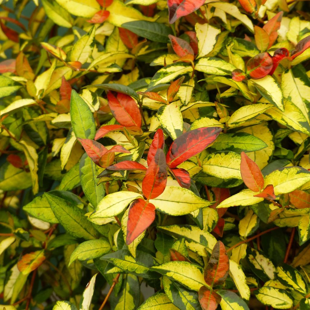 Trachelospermum asiaticum Ogon-Nishiki - Asian Jasmine