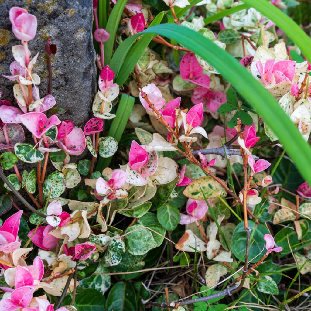 Trachelospermum asiaticum Tricolor - Asian Jasmine