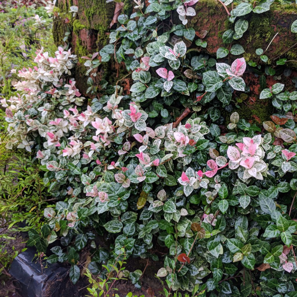 Trachelospermum asiaticum Tricolor - Asian Jasmine