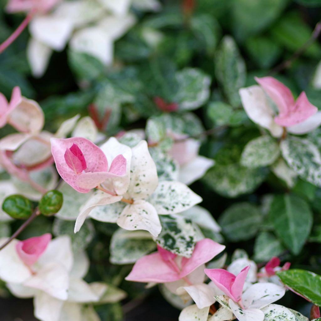 Trachelospermum asiaticum Tricolor - Asian Jasmine