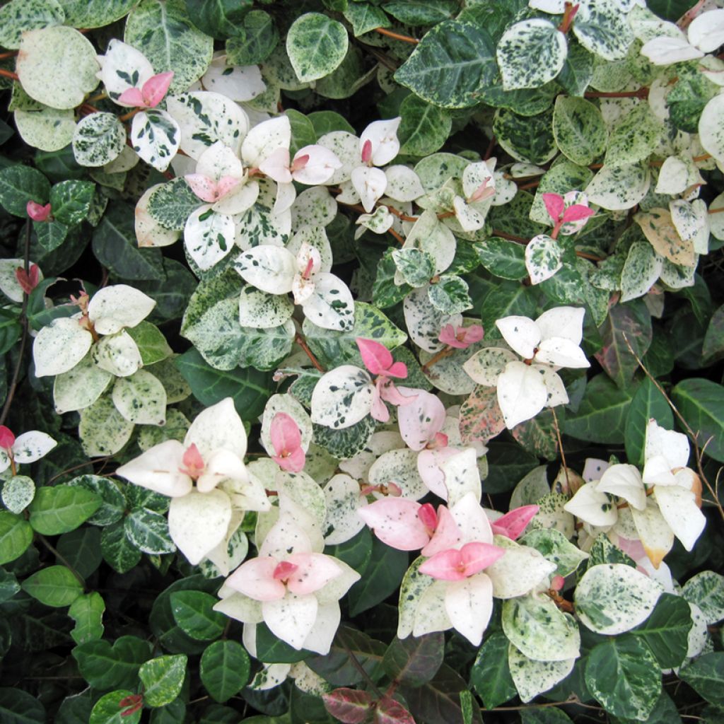 Trachelospermum asiaticum Tricolor - Asian Jasmine