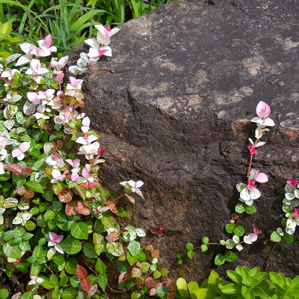 Trachelospermum asiaticum Tricolor - Asian Jasmine