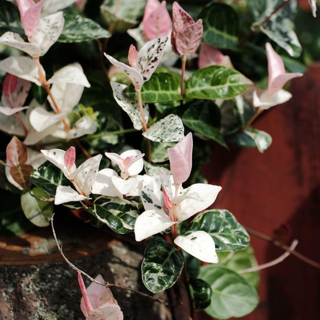 Trachelospermum asiaticum Tricolor - Asian Jasmine