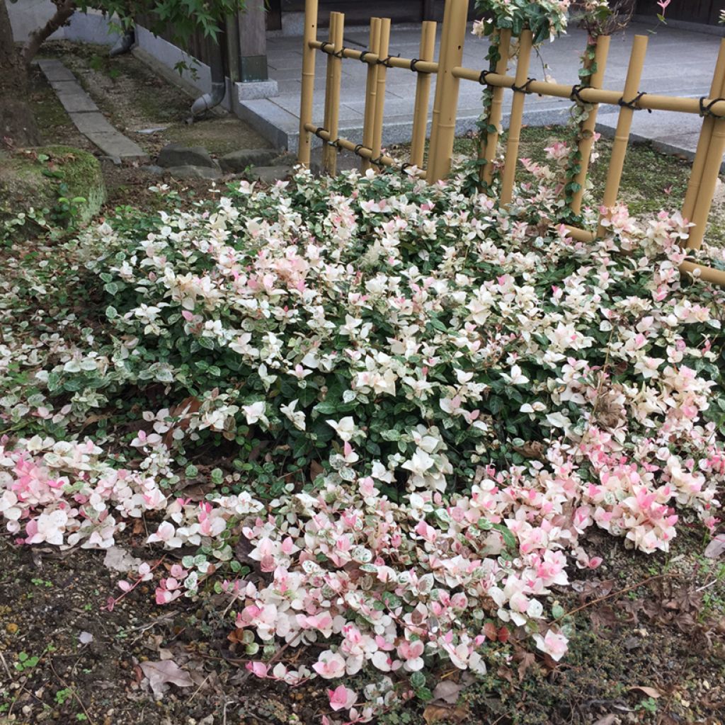 Trachelospermum asiaticum Tricolor - Asian Jasmine