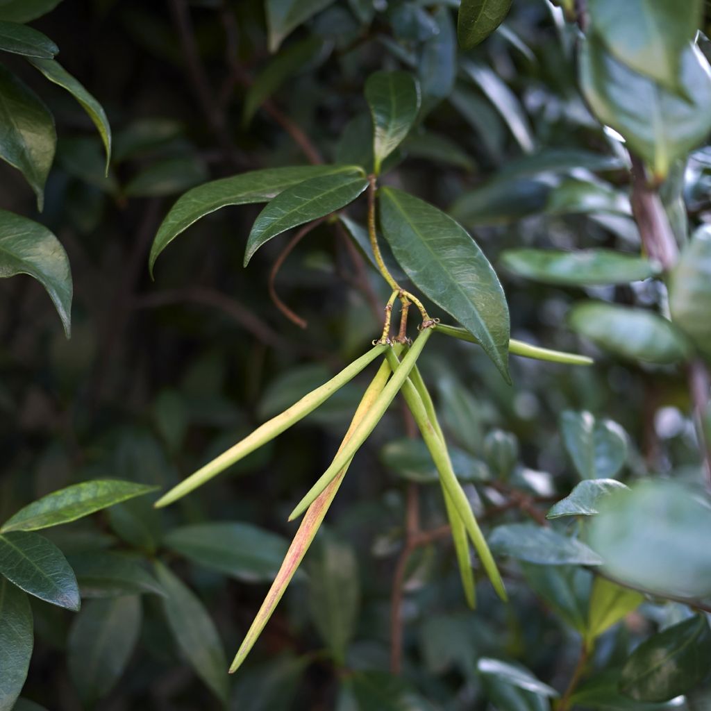 Trachelospermum asiaticum Chili and Vanilla - Asian Jasmine