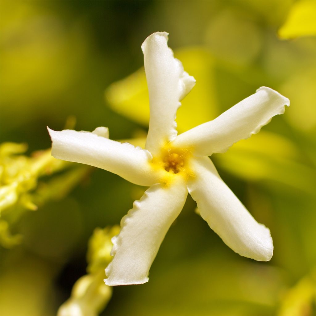 Trachelospermum asiaticum Chili and Vanilla - Asian Jasmine