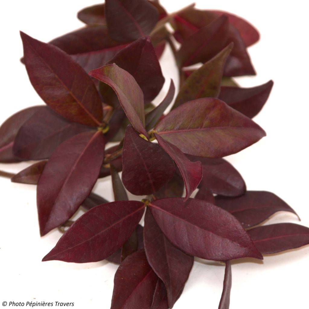 Trachelospermum jasminoides Winter Ruby - Star Jasmine