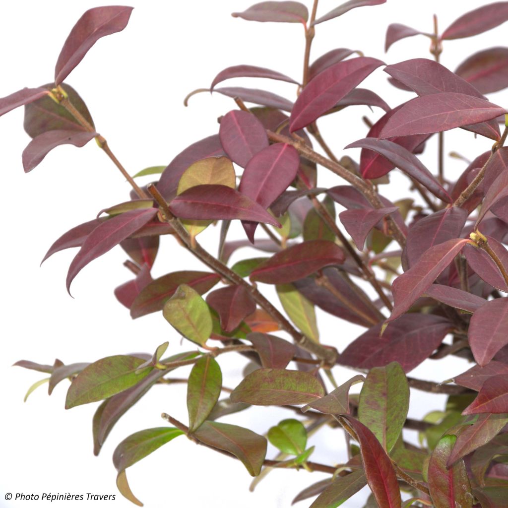Trachelospermum jasminoides Winter Ruby - Star Jasmine