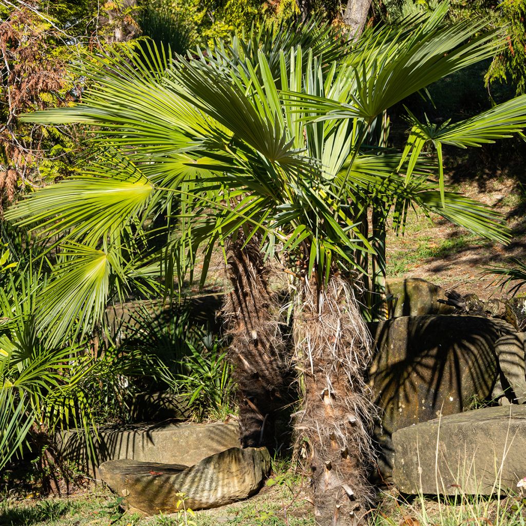 Trachycarpus fortunei - Chinese Windmill Palm