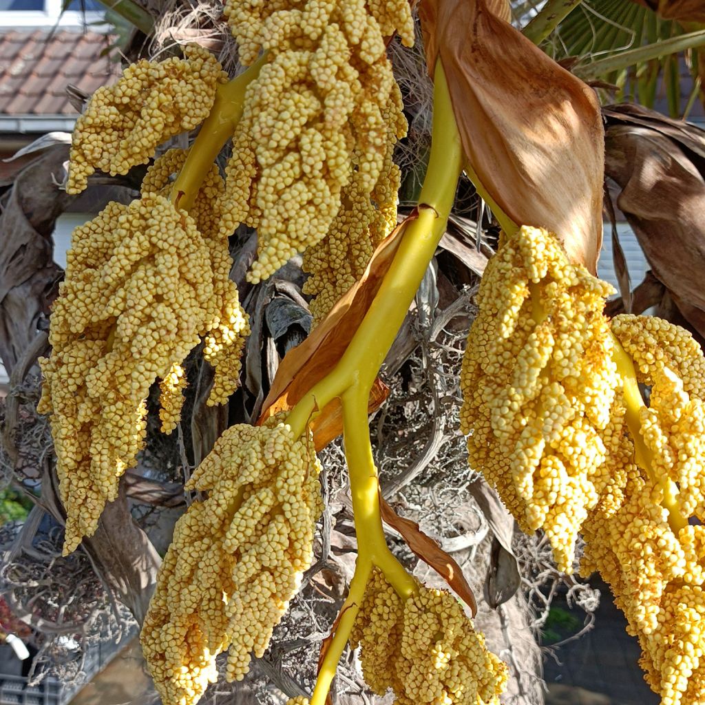 Trachycarpus fortunei - Chinese Windmill Palm