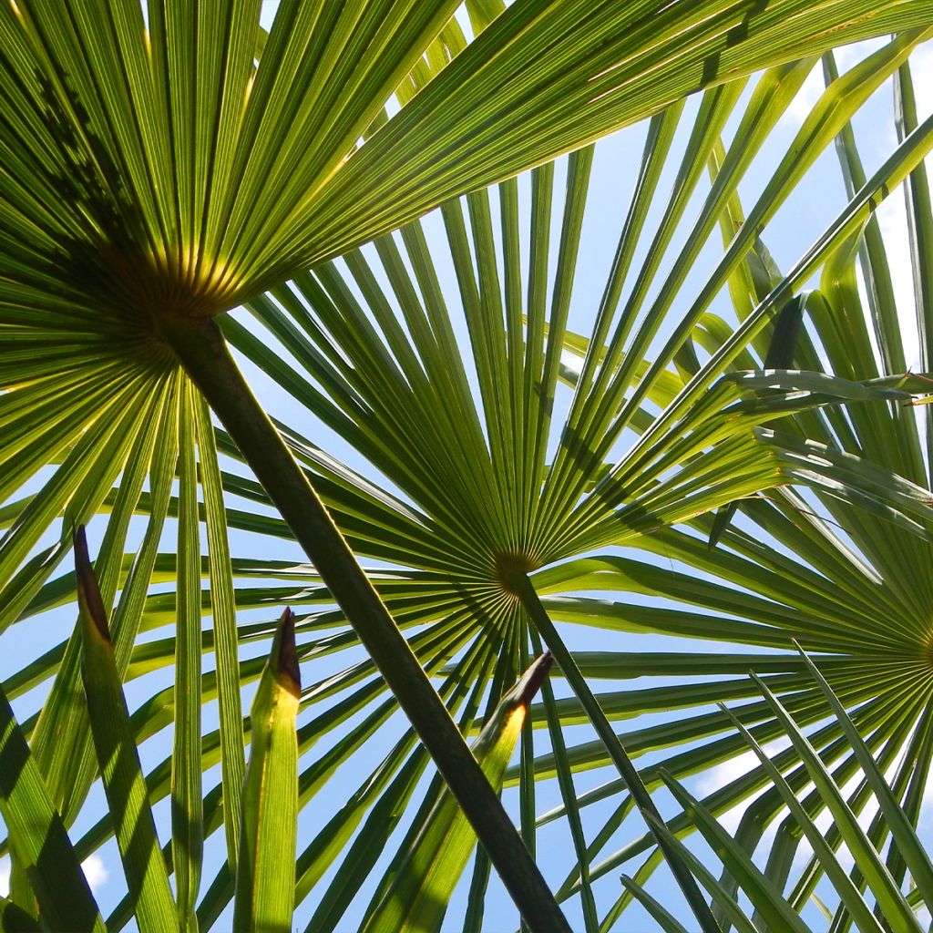 Trachycarpus fortunei - Chinese Windmill Palm